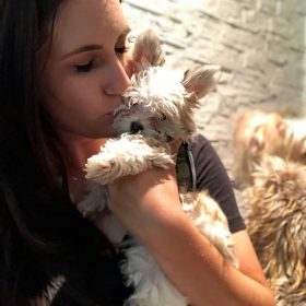 shitzu puppies for sale in chicago