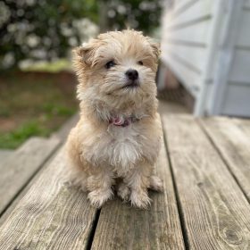shitzu poodles for sale