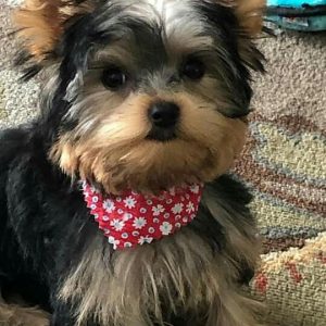 yorkie pomeranian puppies for sale