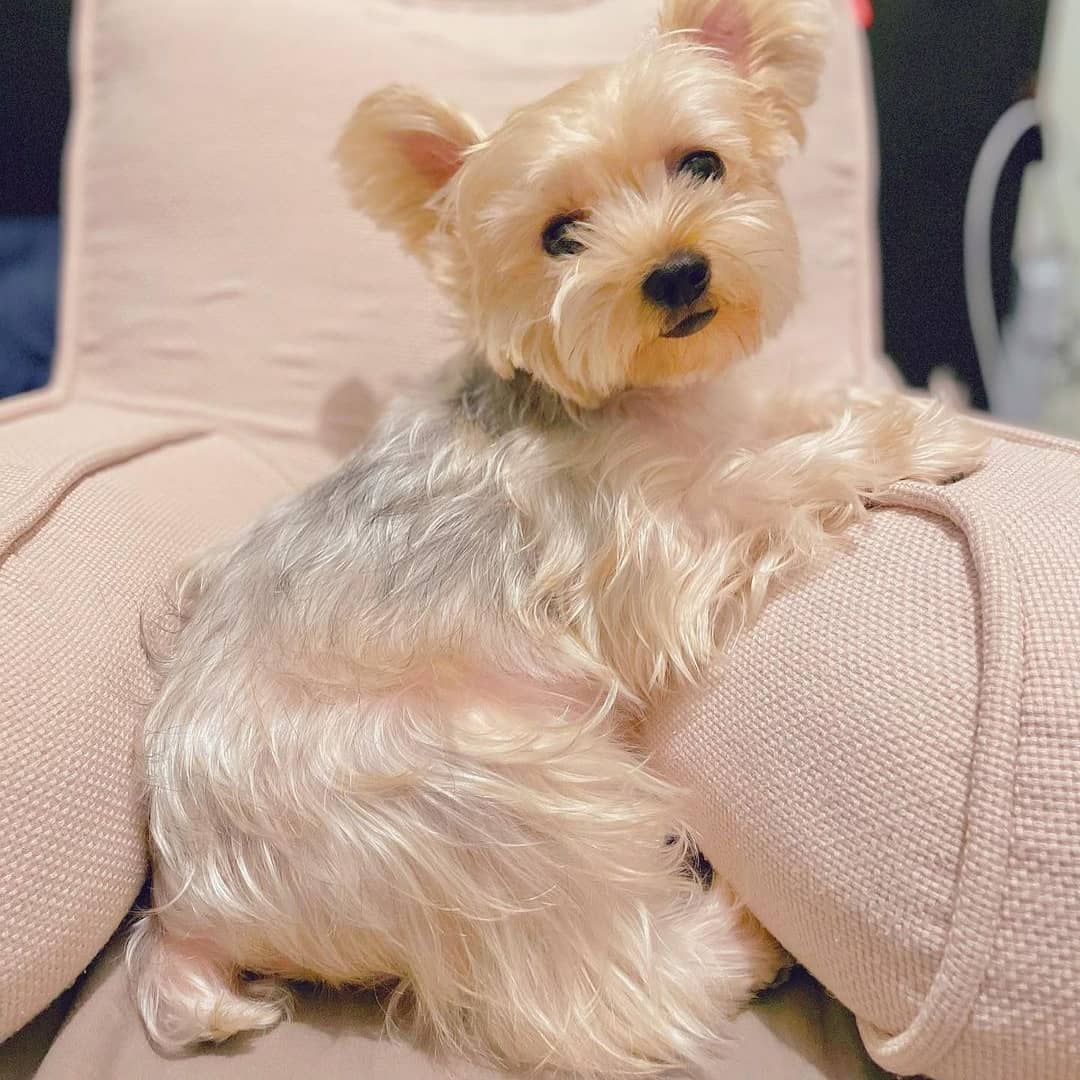 parti yorkie puppies for sale parti yorkie puppies for sale