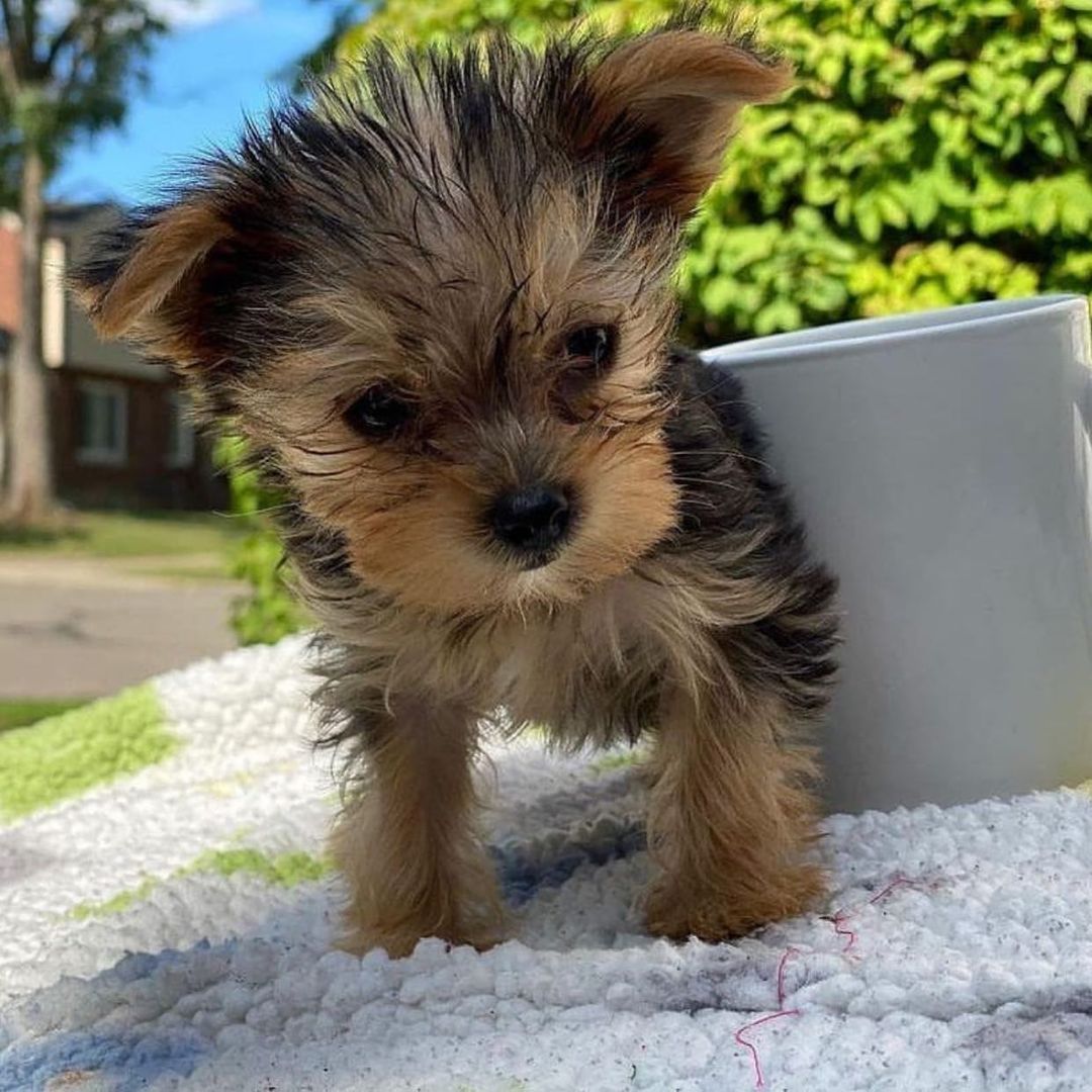 yorkie for sale cheap yorkie for sale cheap