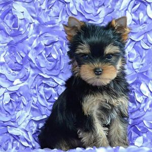 yorkshire terrier pupies