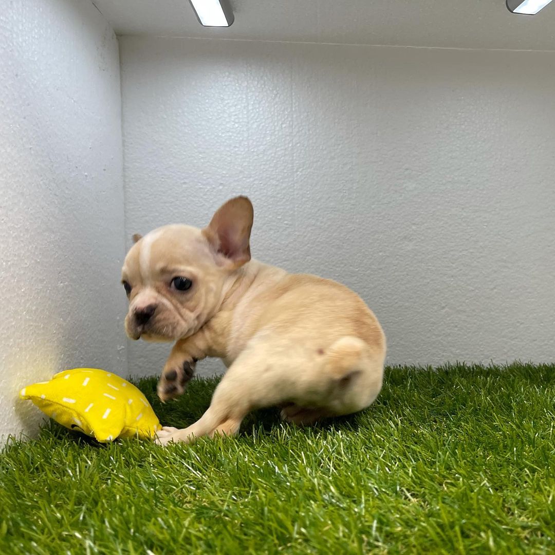 french bulldog mini french bulldog mini