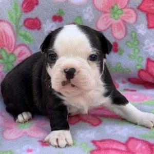 boxer puppies kentucky