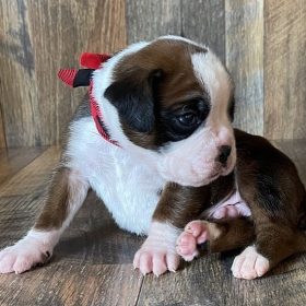 boxer puppies for sale texas boxer puppies for sale texas
