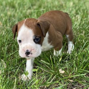 miniature boxer puppies near me