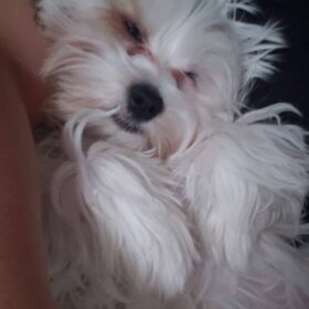 morkie puppies for sale near me