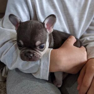 english bulldog breeders in ga