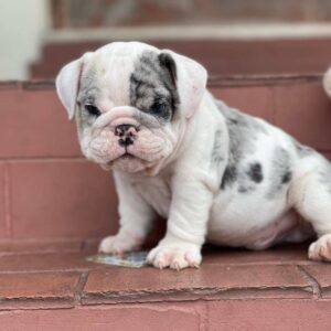 mini bulldog puppies for sale