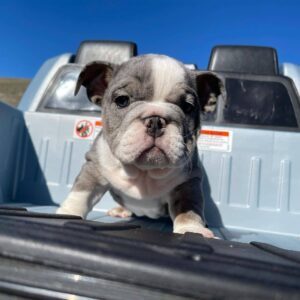 mini bulldog for sale