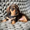 dachshund puppies for sale nc