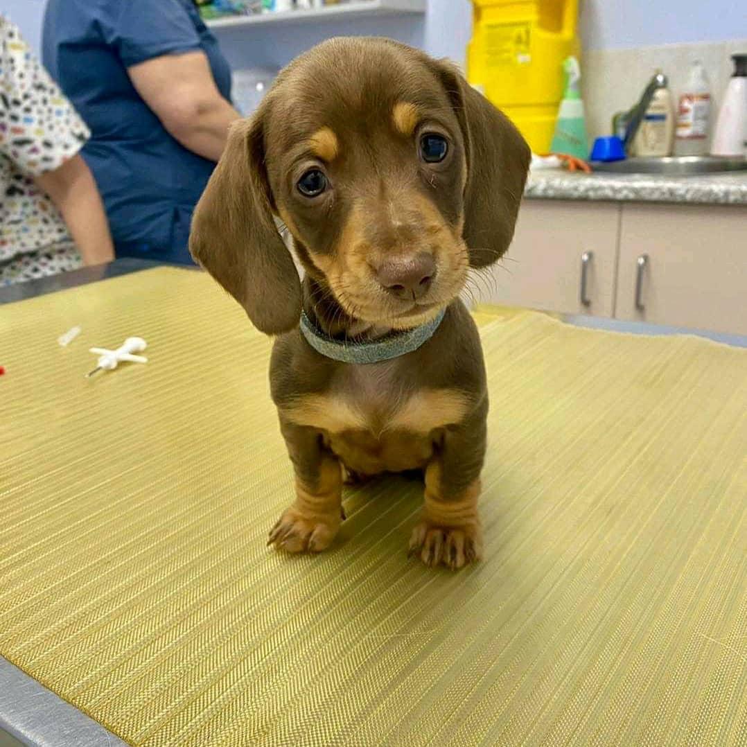 mini dachshund puppies mini dachshund puppies