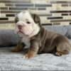 english bulldogs puppies for sale in iowa