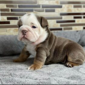 english bulldogs puppies for sale in iowa