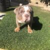 english bulldog puppies for sale under 1000