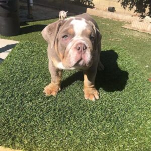 english bulldog puppies for sale under 1000