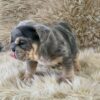 miniature english bulldog puppies for sale near me