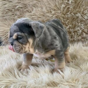 miniature english bulldog puppies for sale near me