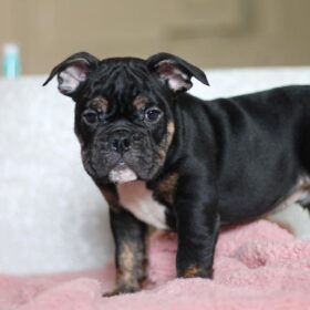 english bulldog puppies for sale in ohio