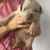 pitbull puppies for sale near me