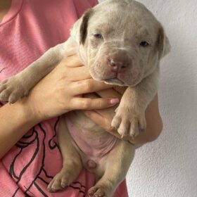 pitbull puppies for sale near me