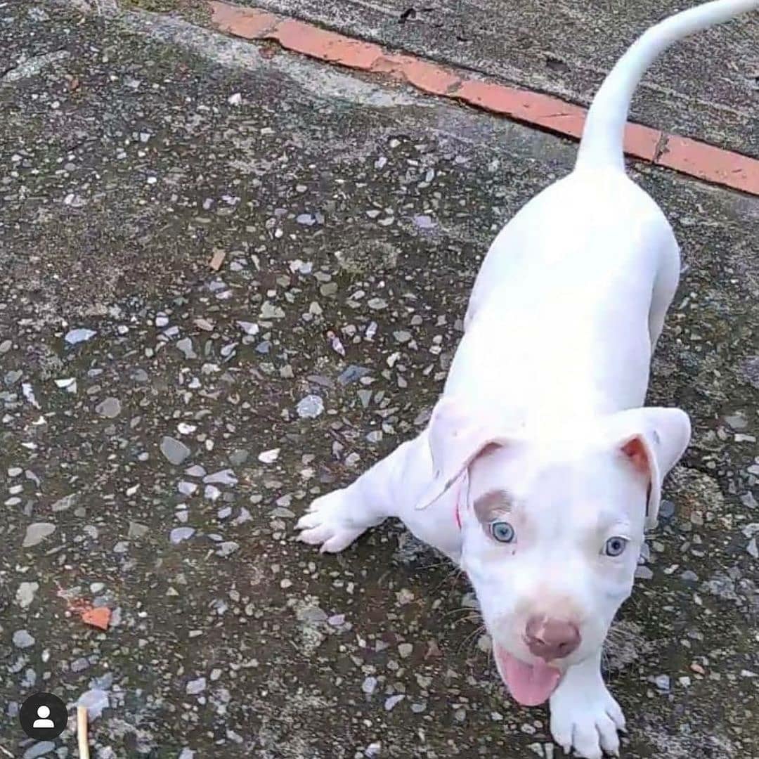 pitbull puppies near me pitbull puppies near me