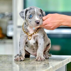 puppies for sale near me pitbull