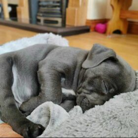 pitbull puppies for sale $150 near me