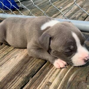 pitbulls in atlanta ga for sale by owner