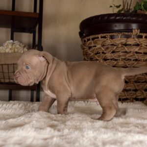 buy a pitbull puppy near me