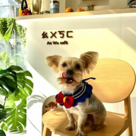 shih tzu puppies for sale in pa