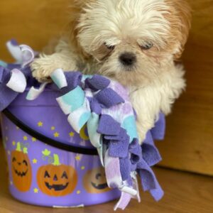 teacup shih tzu for sale