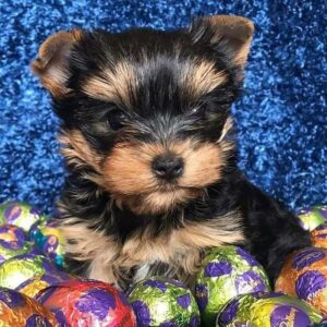 shih tzu puppies for sale