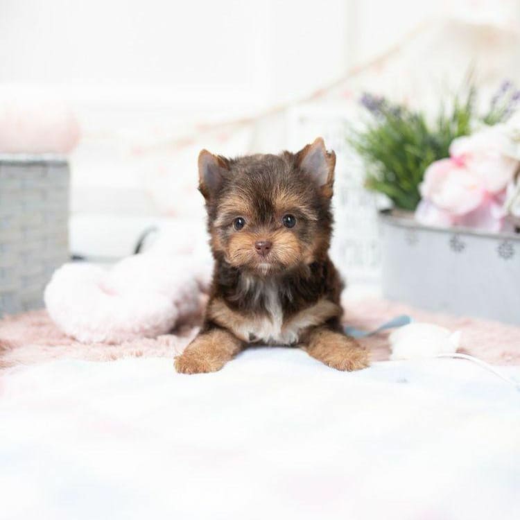 shih tzu puppies for sale under $300 shih tzu puppies for sale under $300