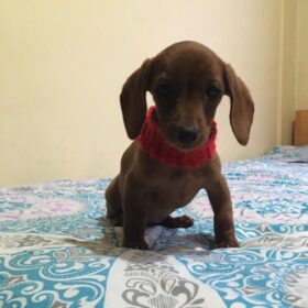 chiweenie puppies for adoption near me chiweenie puppies for adoption near me