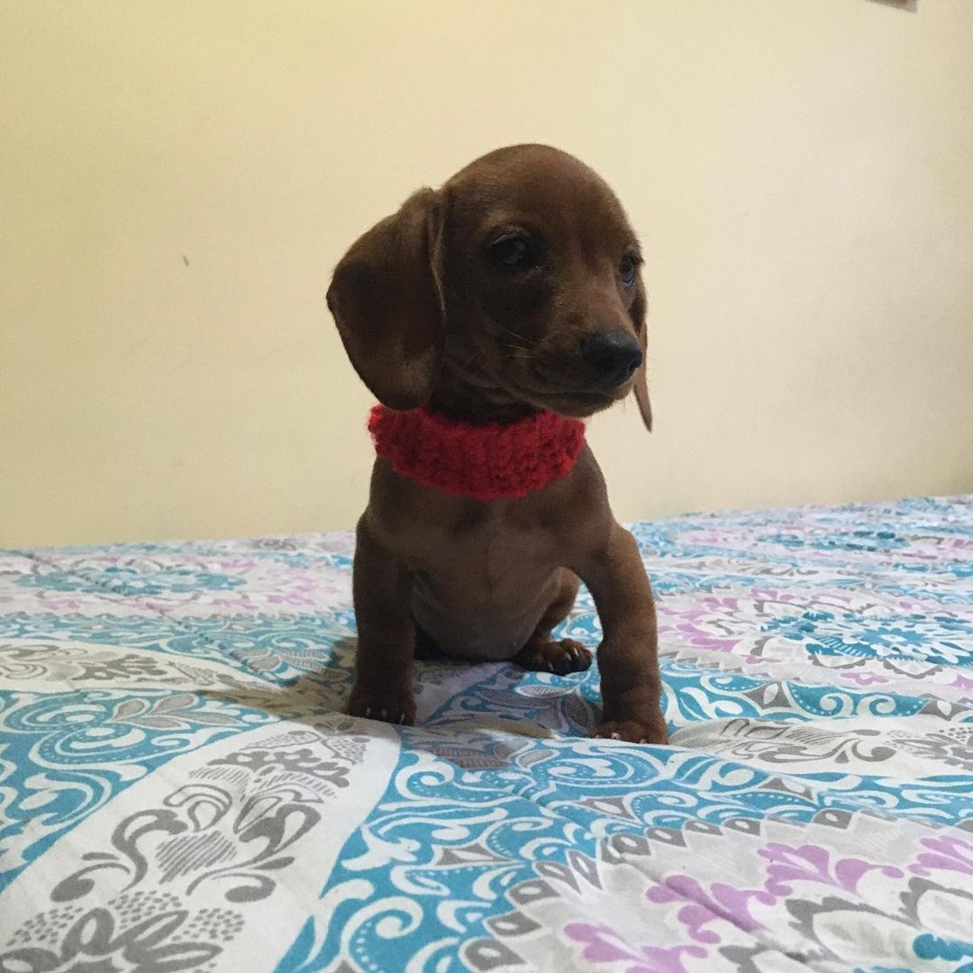 chiweenie puppies for adoption near me chiweenie puppies for adoption near me