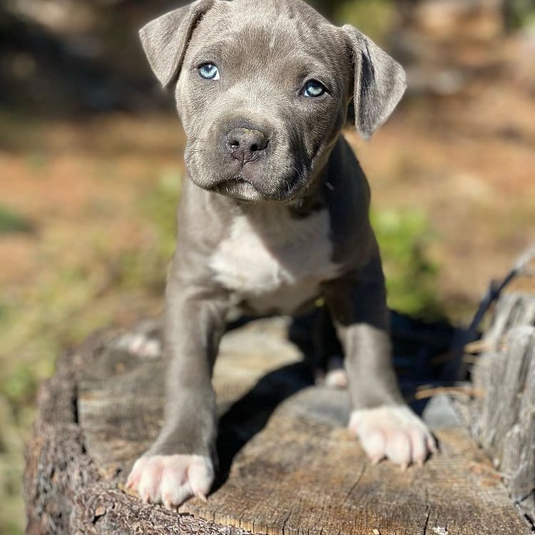 blue bully pitbulls for sale blue bully pitbulls for sale