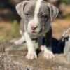 craigslist pitbull puppies for sale