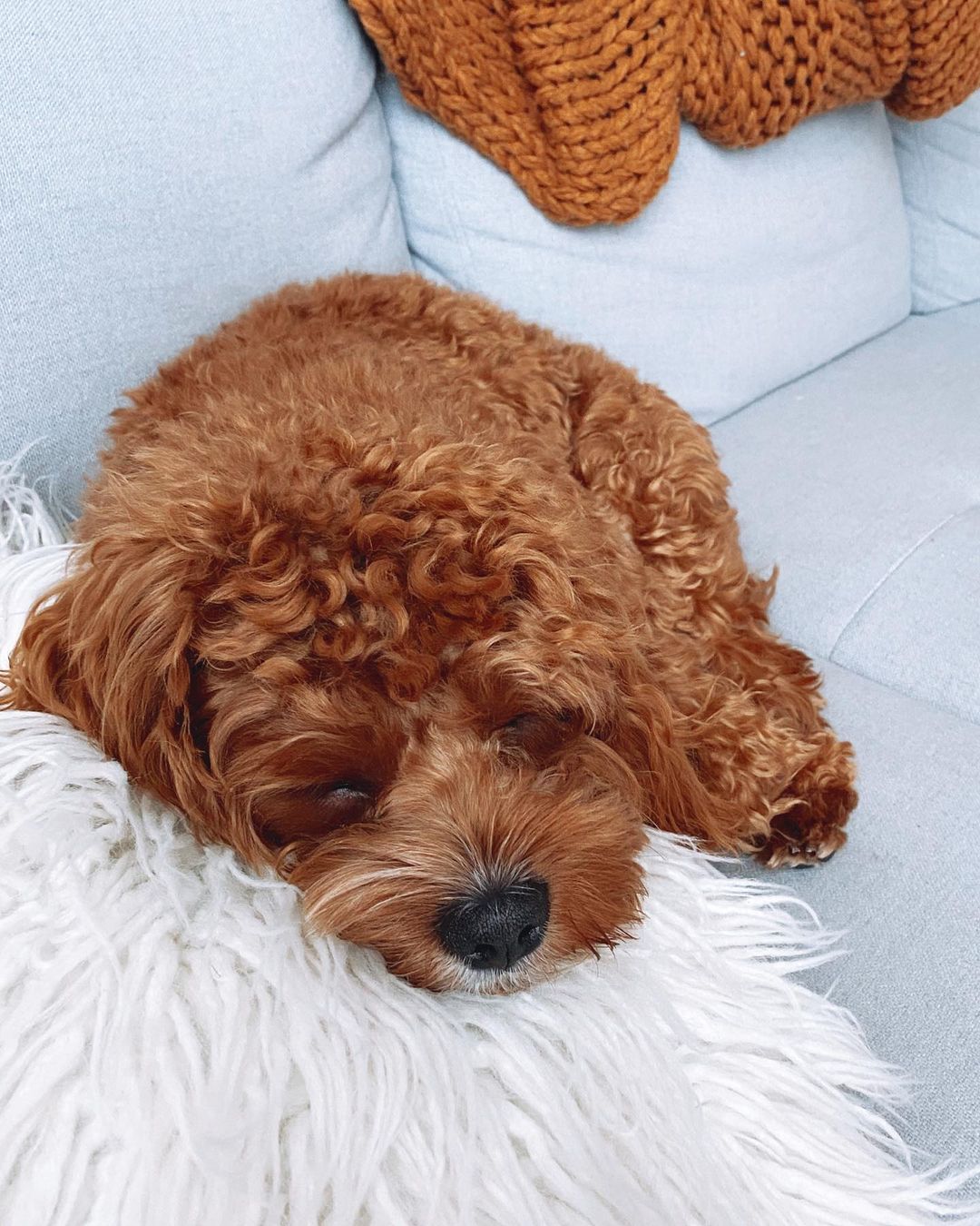 buy cavapoo buy cavapoo