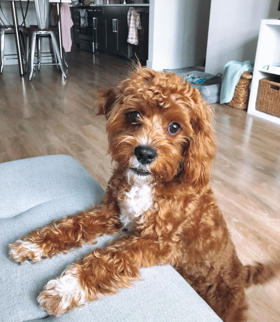 buy cavapoo buy cavapoo