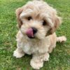 cavapoos for sale under £1000