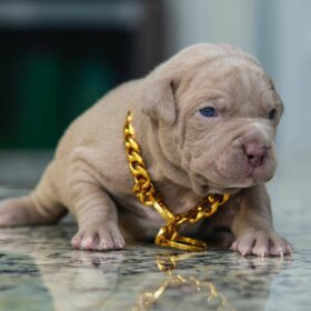 pitbulls for sale near me