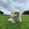 shih tzu puppies for sale in va
