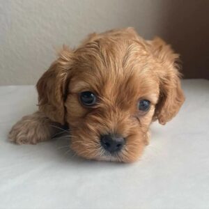 cavapoo breeders ny