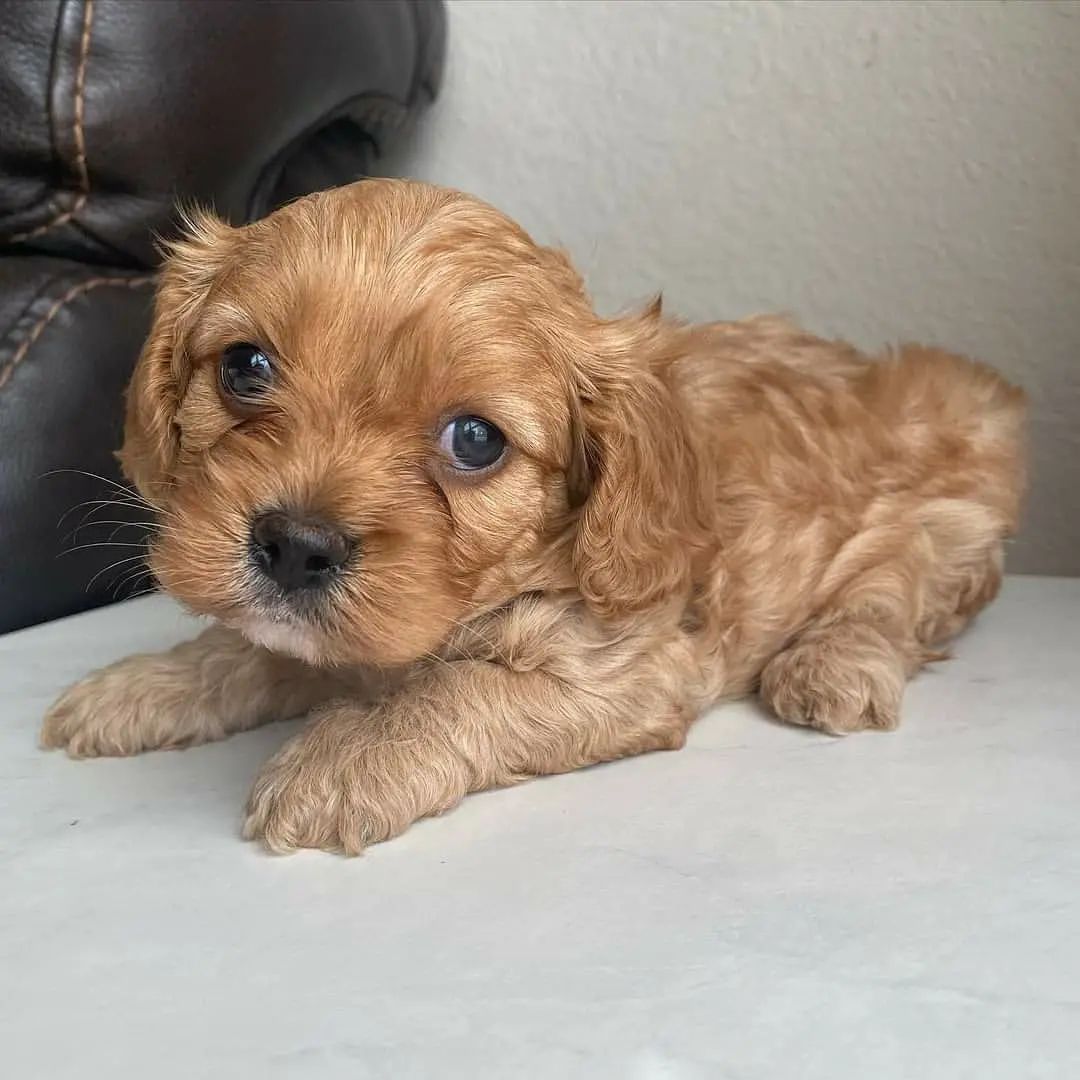 cavapoo.kennel_1639432736598756