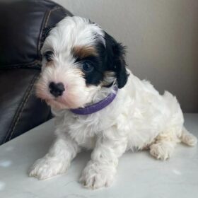 cavapoo puppies for sale ohio