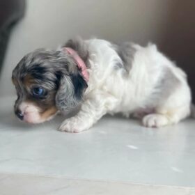 cavapoo puppies for sale under $1000 near me cavapoo puppies for sale under $1000 near me