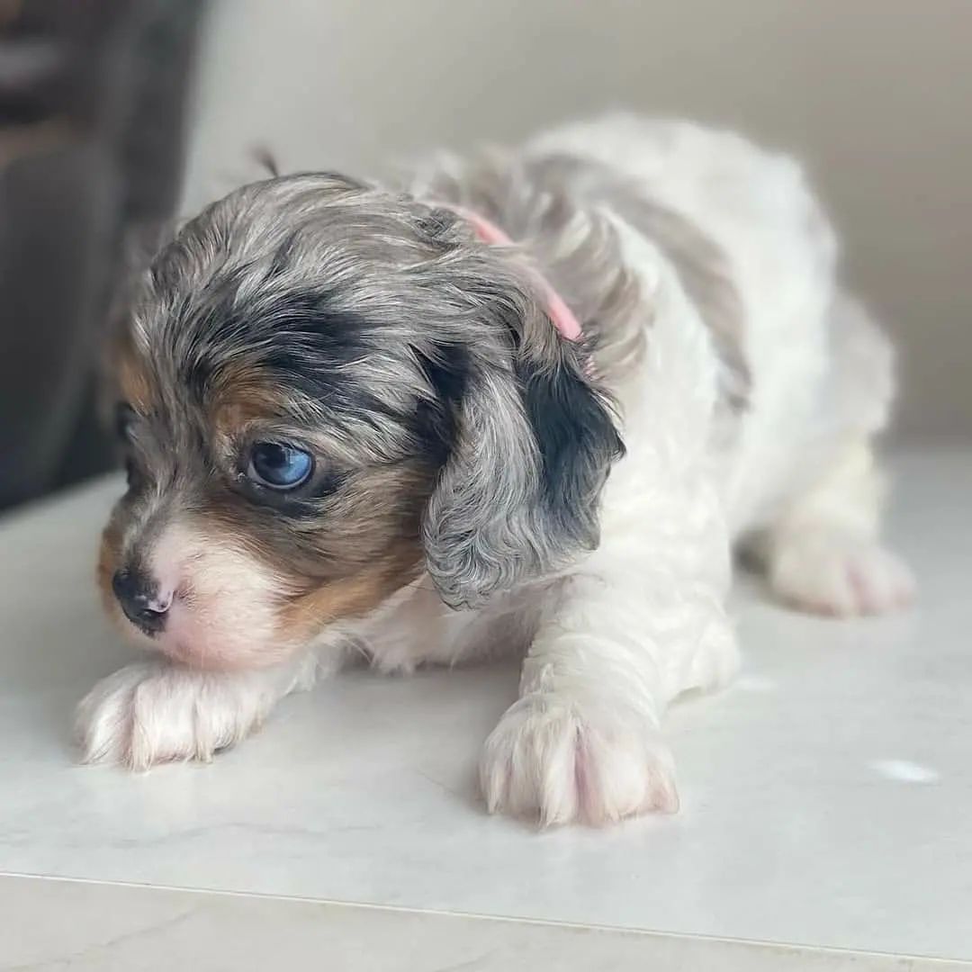 cavapoo.kennel_1639432775797925