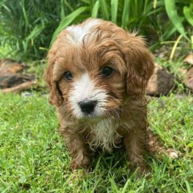 cavapoo puppies for sale under $500 cavapoo puppies for sale under $500
