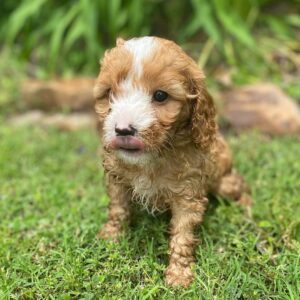 cavapoo puppies for sale